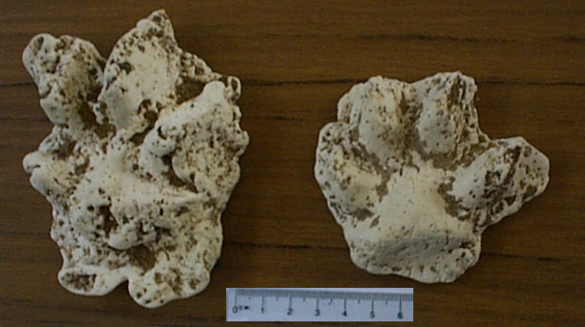 Thylacine paw plaster casts