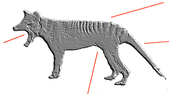 Thylacine