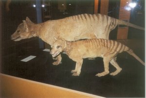 Museum Specimens