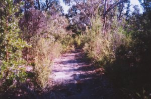 Bush track