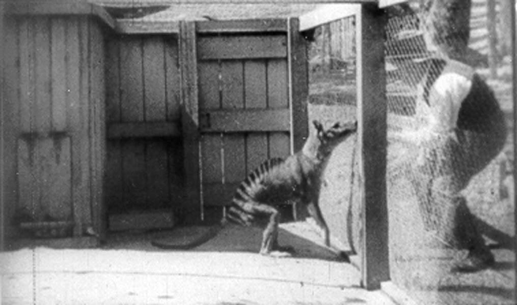 Thylacine