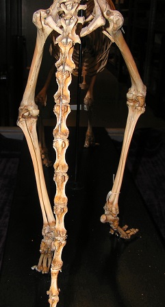 Rear Heal from a thylacine skeleton. Does it match the picture of the animal image posted on the right?